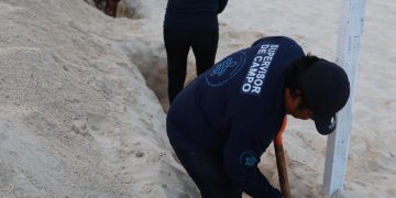 Refuerzan protección de tortugas marinas con nuevo corral