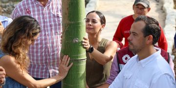 Trasplantan ceiba en Cancún para preservar especies nativas
