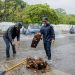 Refuerzan acciones preventivas ante lluvias con 250 elementos en Cancún