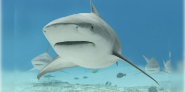 Quintana Roo busca proteger al tiburón toro