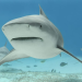 Quintana Roo busca proteger al tiburón toro