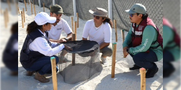 Refrendan compromiso con la protección de tortugas marinas en Cancún