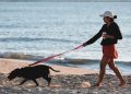 Impulsan reformas para fortalecer el bienestar animal en Q. Roo