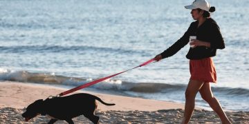 Impulsan reformas para fortalecer el bienestar animal en Q. Roo