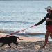 Impulsan reformas para fortalecer el bienestar animal en Q. Roo