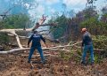 Brigadistas contienen incendio forestal en la colonia Chiapaneca