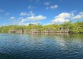 Cancún se suma a la Jornada Nacional de Reforestación 2026