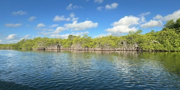 Cancún se suma a la Jornada Nacional de Reforestación 2026