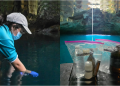 Revisan la salud de los cenotes
