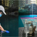 Revisan la salud de los cenotes