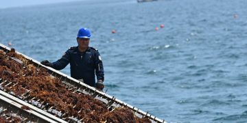 Marina lleva la batalla contra el sargazo mar adentro y refuerza limpieza en playas