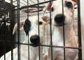 Albergue animal de Cancún, rebasado: resguarda a 96 perros y gatos