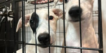 Albergue animal de Cancún, rebasado: resguarda a 96 perros y gatos
