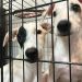 Albergue animal de Cancún, rebasado: resguarda a 96 perros y gatos