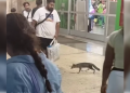 Salud busca a personas que tuvieron contacto con una zorra gris en Cancún