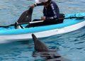 Profepa mantiene bajo vigilancia a nueve delfines asegurados en Dolphin Connection Cancún
