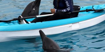 Profepa mantiene bajo vigilancia a nueve delfines asegurados en Dolphin Connection Cancún