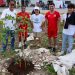 Arboriza Cancún suma 150 árboles en la avenida 20 de Noviembre