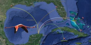 Flamencos recorren más de 5,500 kilómetros