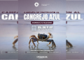 Cancún activa campaña para proteger el paso del cangrejo azul