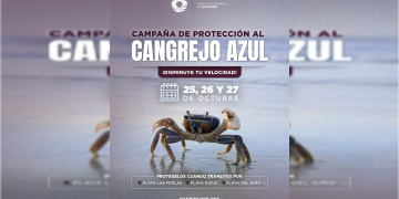 Cancún activa campaña para proteger el paso del cangrejo azul
