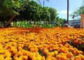 Florece nueva imagen en ZH