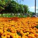 Florece nueva imagen en ZH